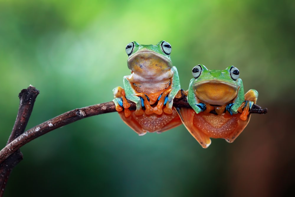 Two frogs hugging a stick