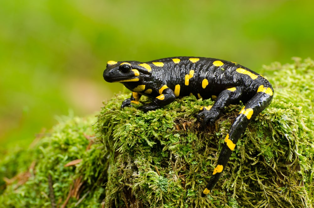Salamander sitting on a soil with grass