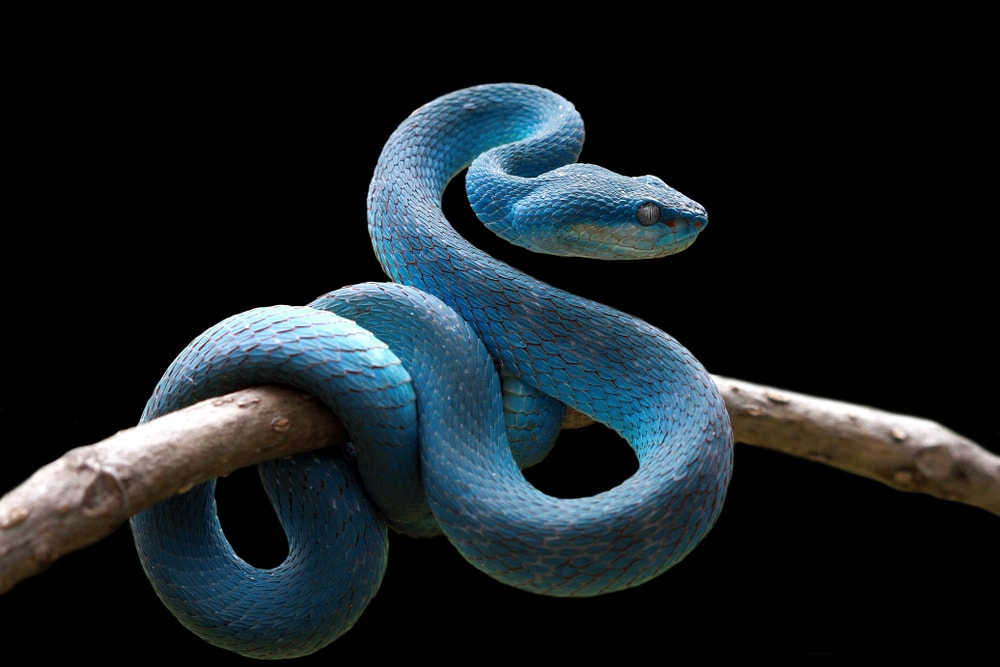 Blue snake on black background