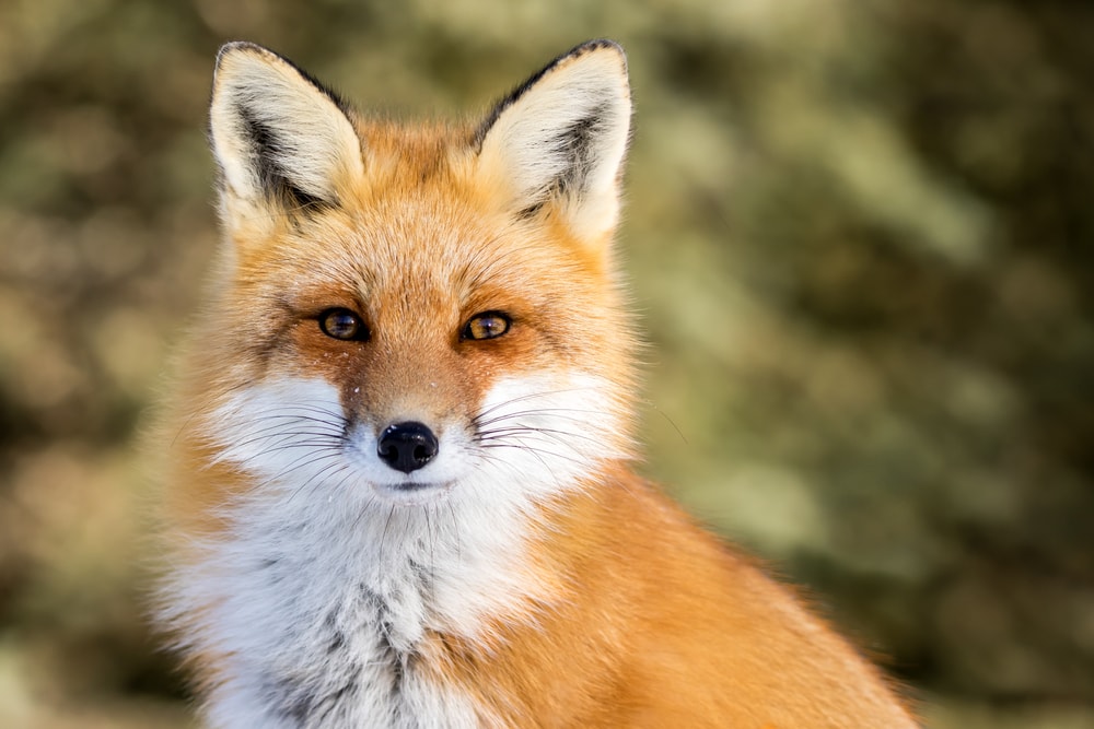 Close up photo of a fox's head looking at the camera
