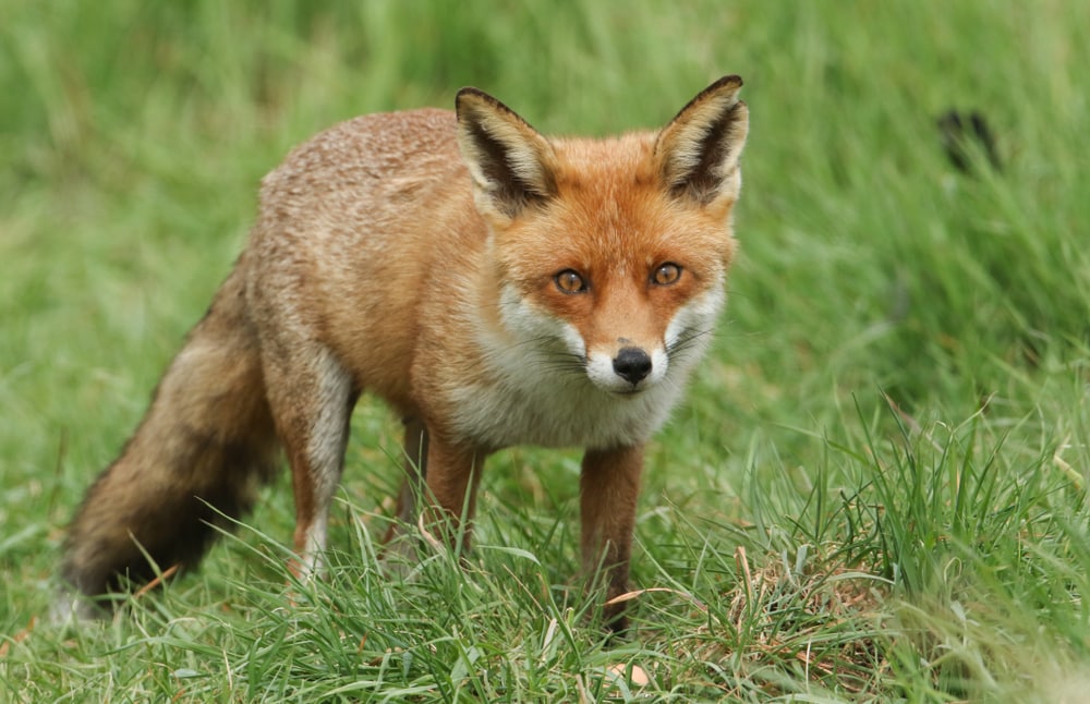 Fox walking on grass