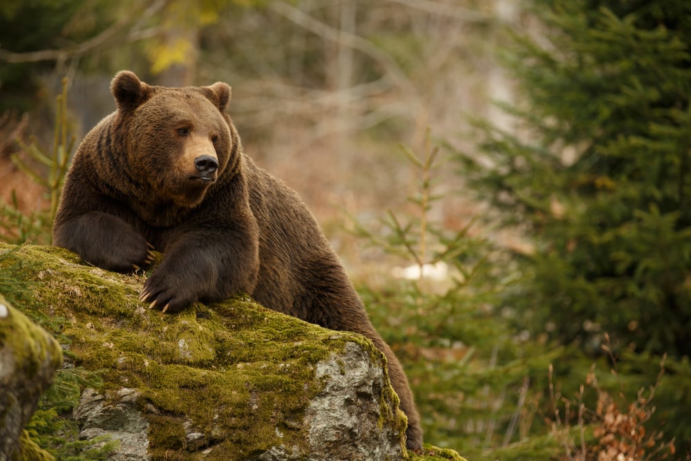 Bear hugging a stone