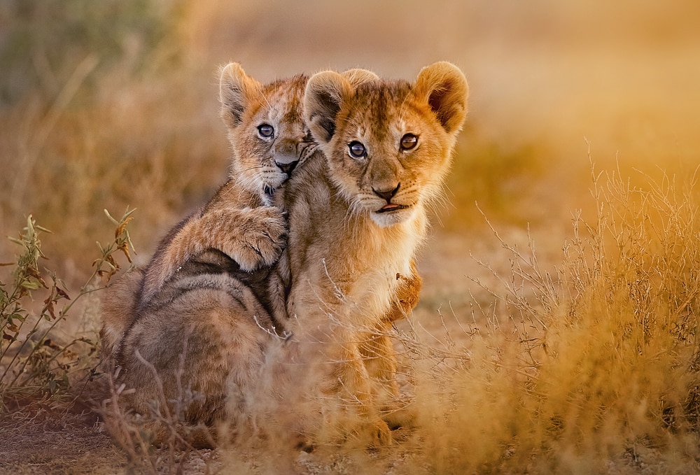 Two big cats sitting on brown large grass