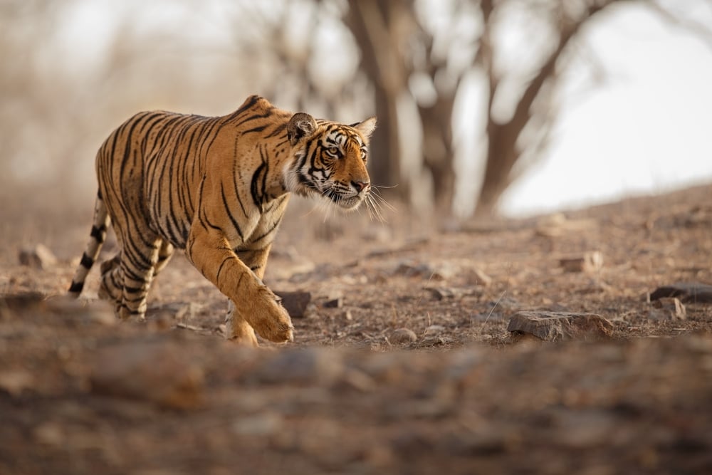 Big cat walking on a dry forest