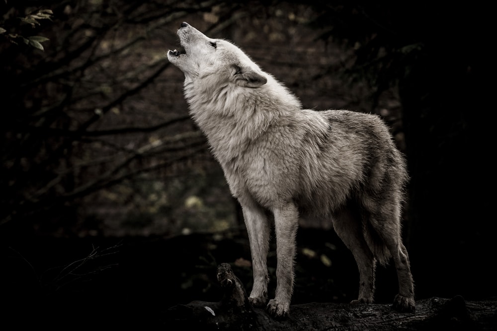 Wolf howling in the night