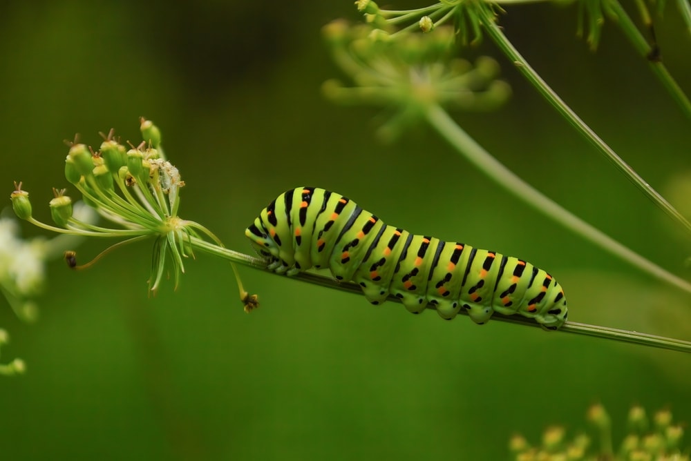 Caterpillar laying on a plant