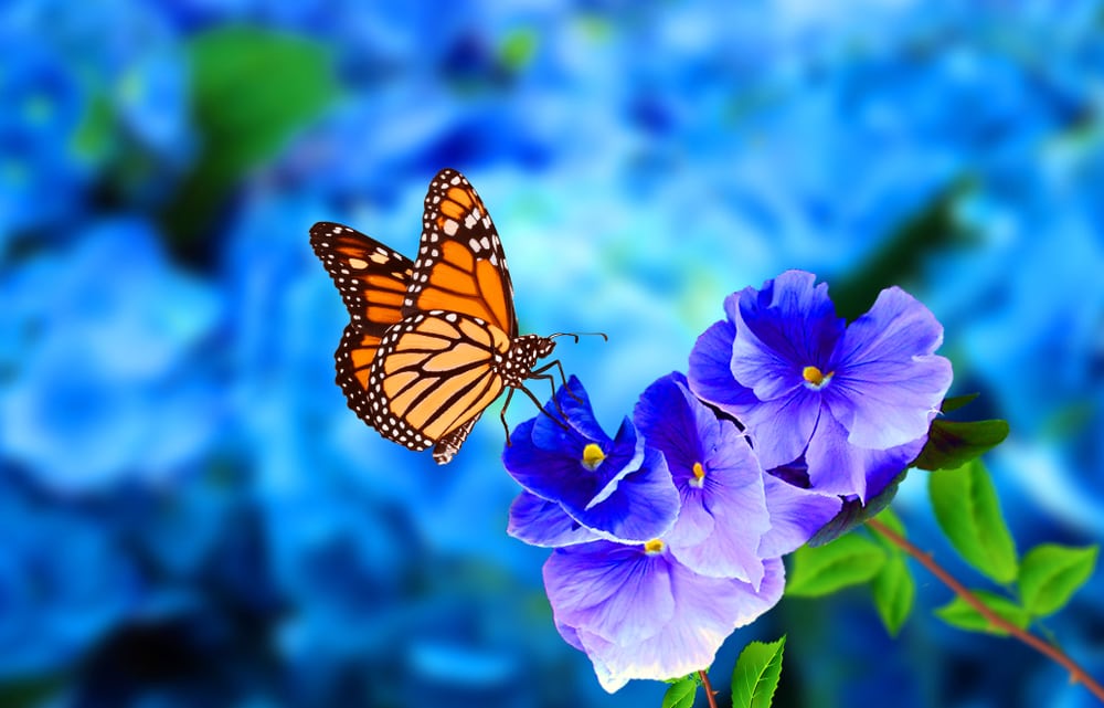 Butterfly landing on a violet flower