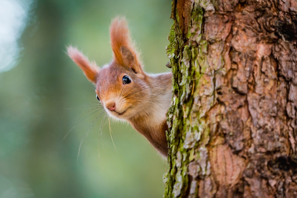 Squirrel peeking behind a tree