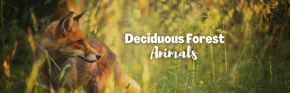 deciduous forest animals featured image