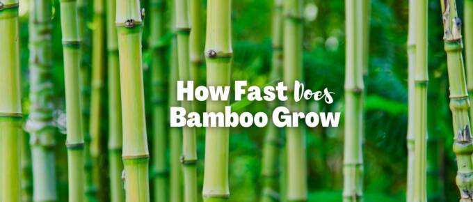 how fast does bamboo grow featured image