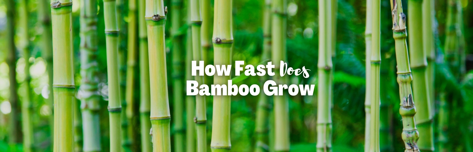 Plant Speed Records: How Fast Does Bamboo Grow?