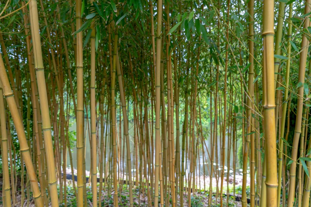 image of a running bamboo - yellow groove bamboo