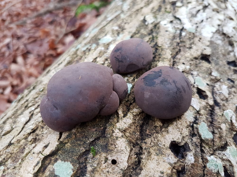 King Alfred's Cakes attached on a tree bark