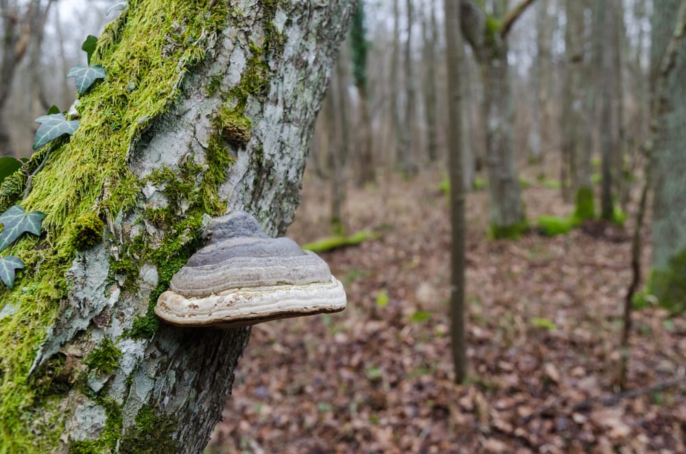 a hoof fungus on a tree bark