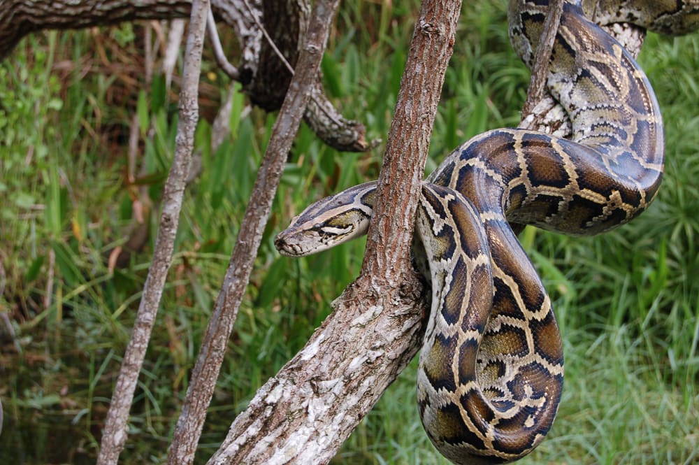 Burmese python crawling on a bark of a tree