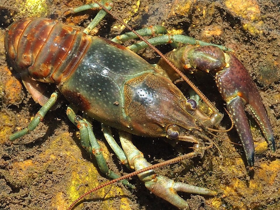 Rusty crayfish digging on a soil