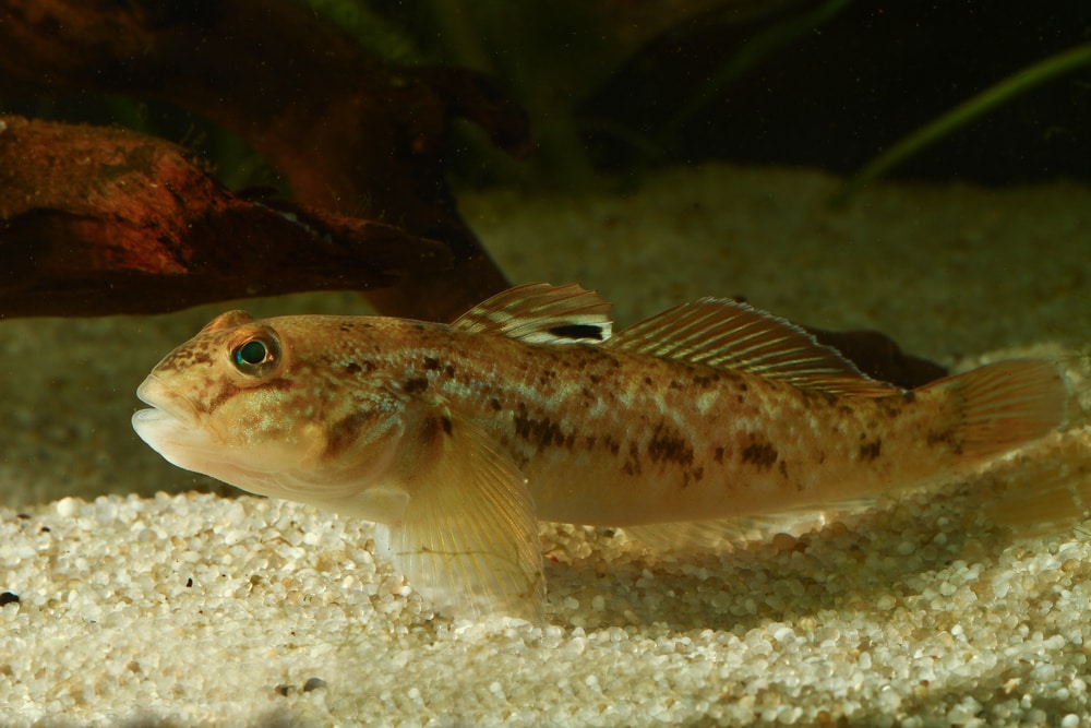 Round goby swimming inside an aquarium