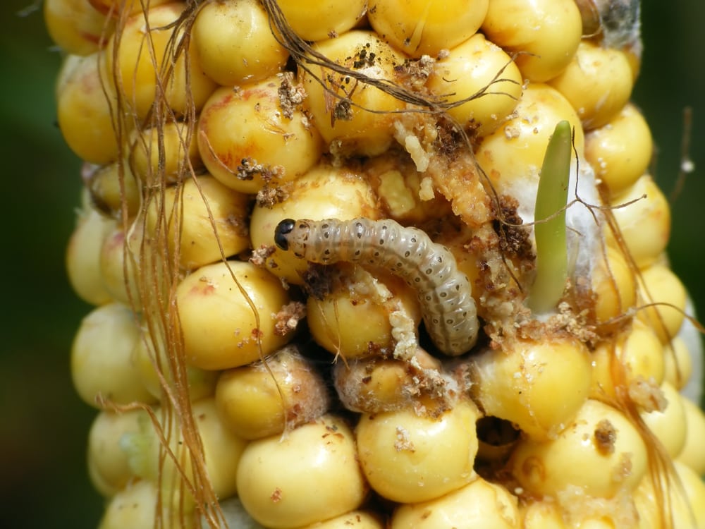 European corn borer getting out of a corn