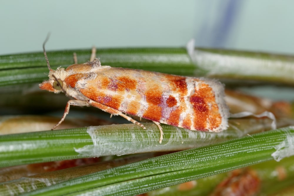 European pine shoot moth laying on an okra