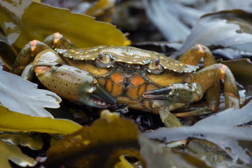 European green crab in the middle of wet plants