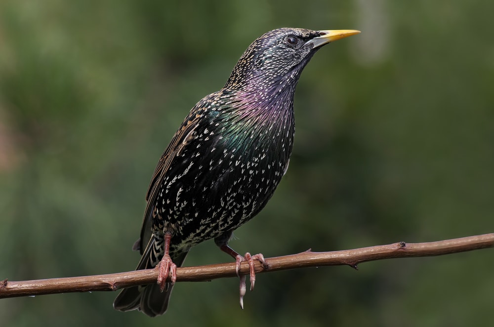 European starling holding on a thin stick
