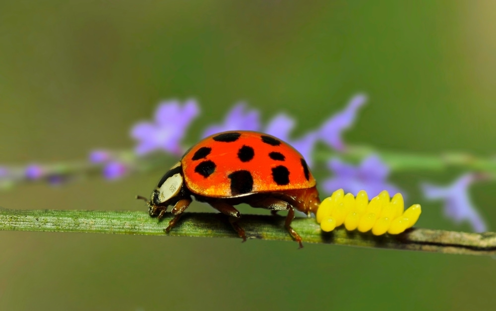 Lady beetle sniffing on a plant