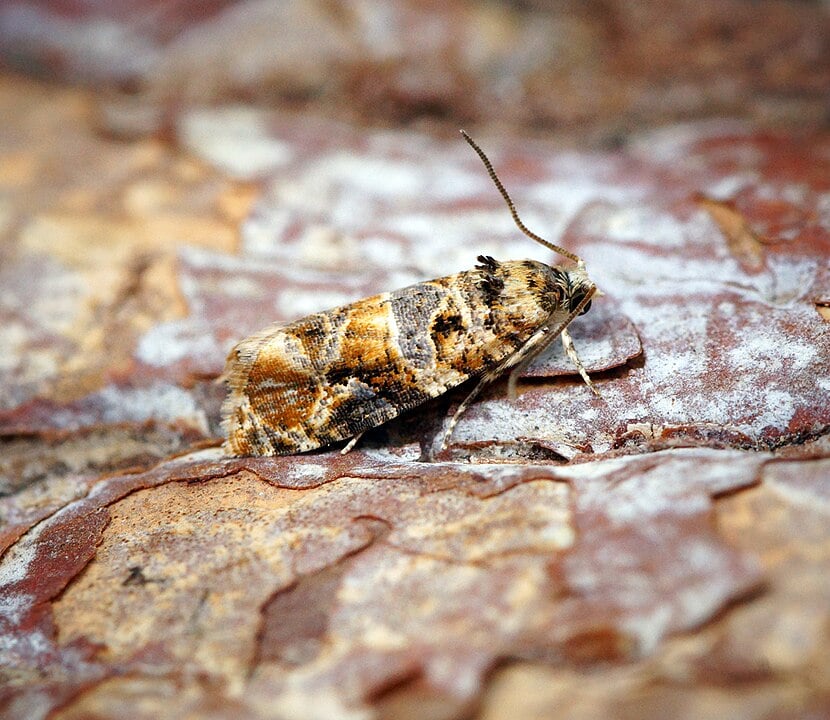 Close up photo of the European grapevine moth