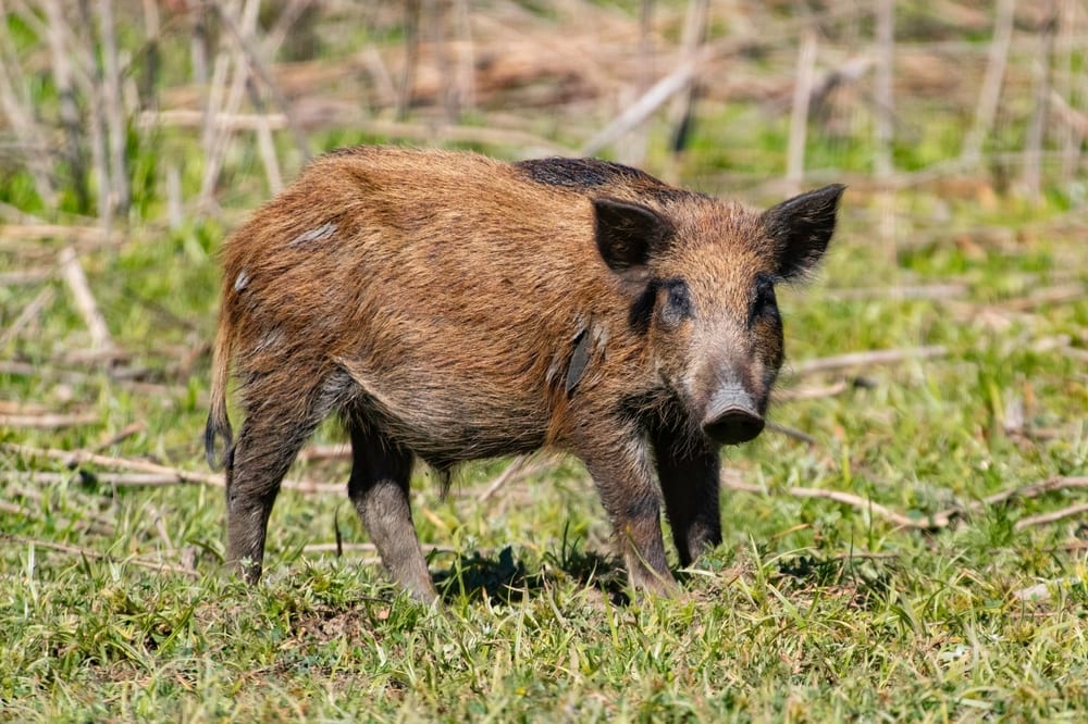 Wild boar on the green grass