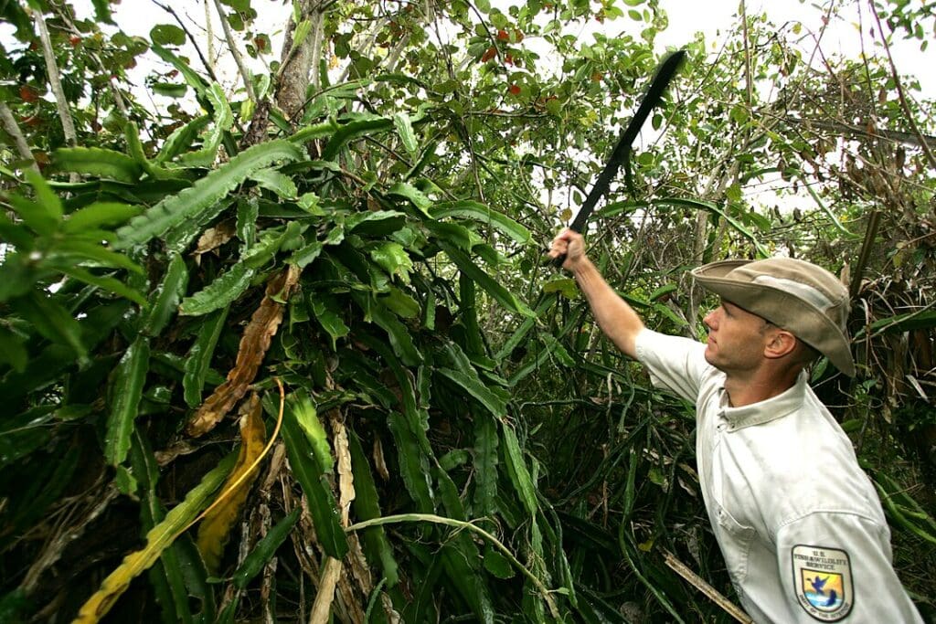 Government official eradicating an invasive specie off a tree