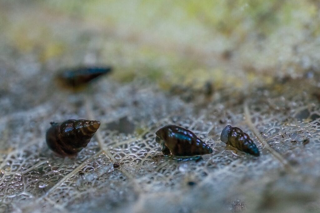 New Zealand mud snail walking on a leaf