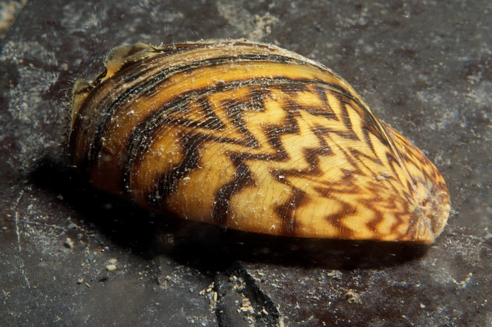Zebra mussel laying on a rock