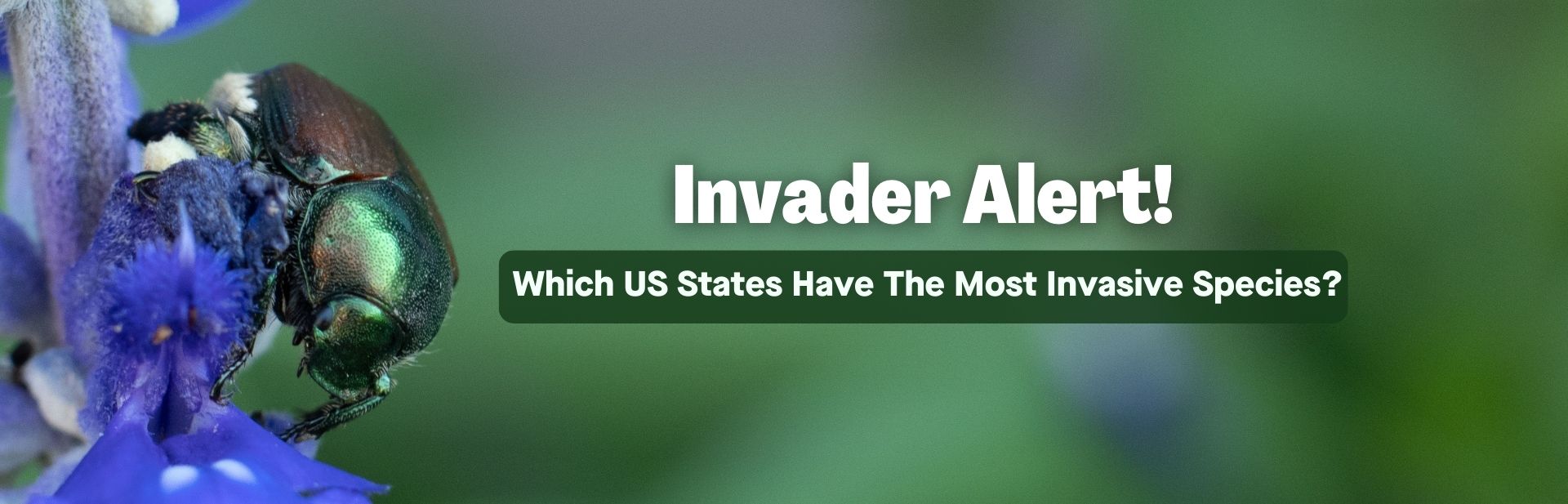 Invader Alert! Which US States Have the Most Invasive Species?