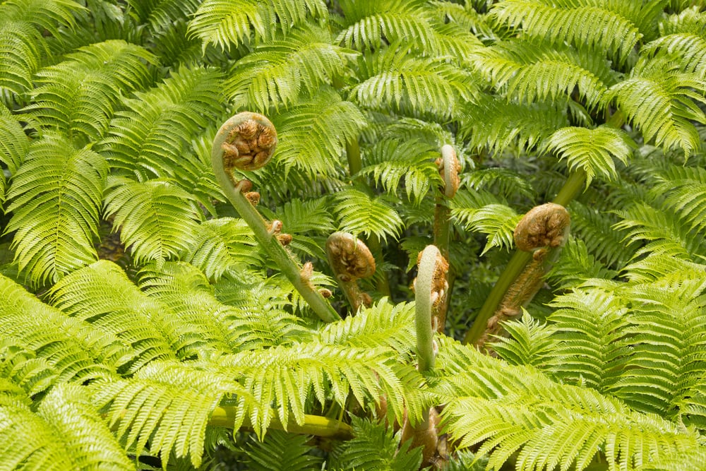 Flying Spider Monkey Tree Fern (Cyathea lepifera) with leaves growing surround it