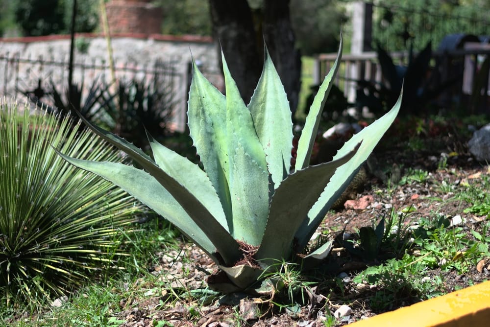 Giant Agave (Agave salmiana) growing in a park