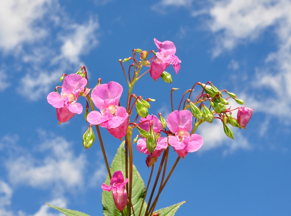 Himalayan Balsam (Impatiens glandulifera) with clear skies in the background
