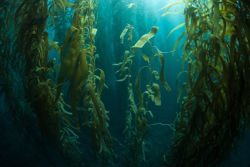 Giant Kelp (Macrocystis pyrifera) view underwater