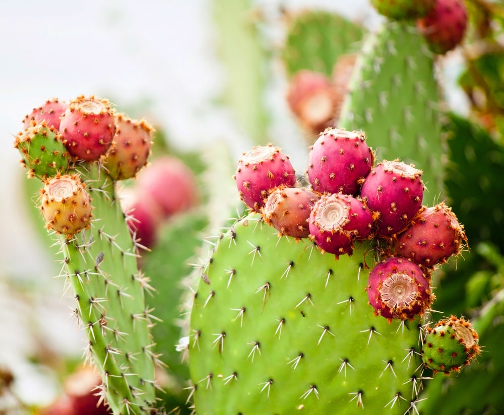 Prickly Pear Cactus (Opuntia sp.) with fruits on top