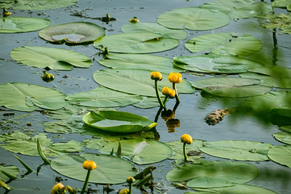 Group of Yellow Water Lily (Nuphar lutea) growing on the pond