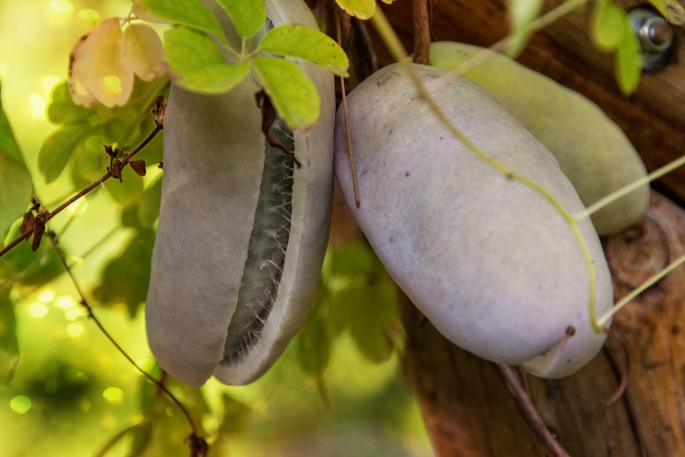 Chocolate Vine (Akebia quinata) with its fruit opening its shell