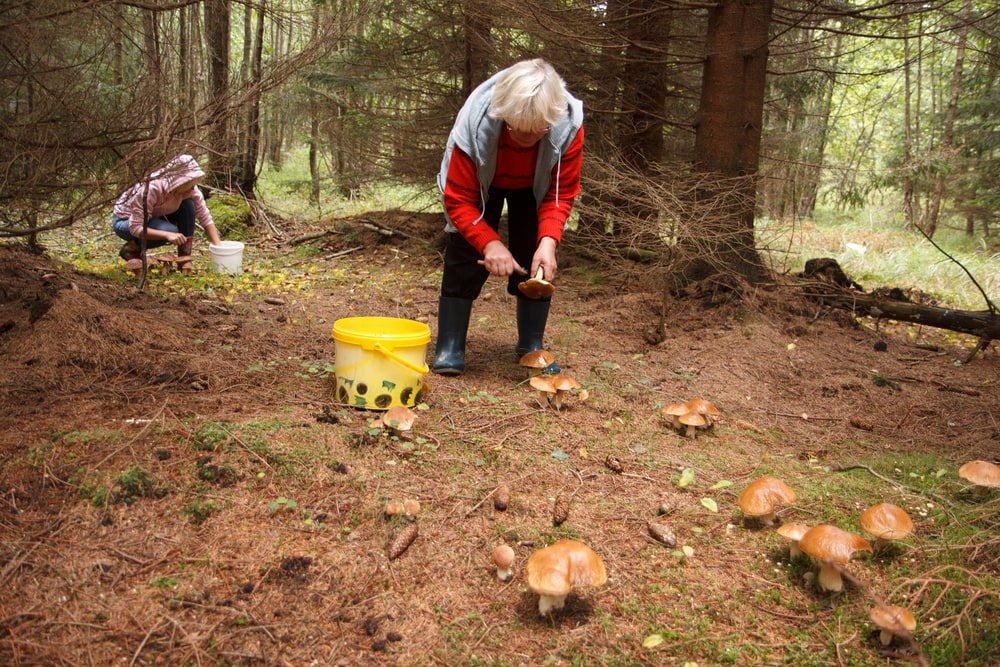 Two woman picking up mushrooms in the forest