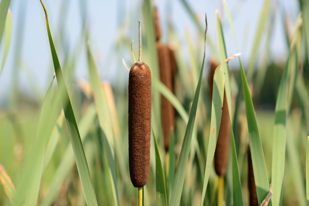 Cattails (Typha latifolia) with grasses surrounding it