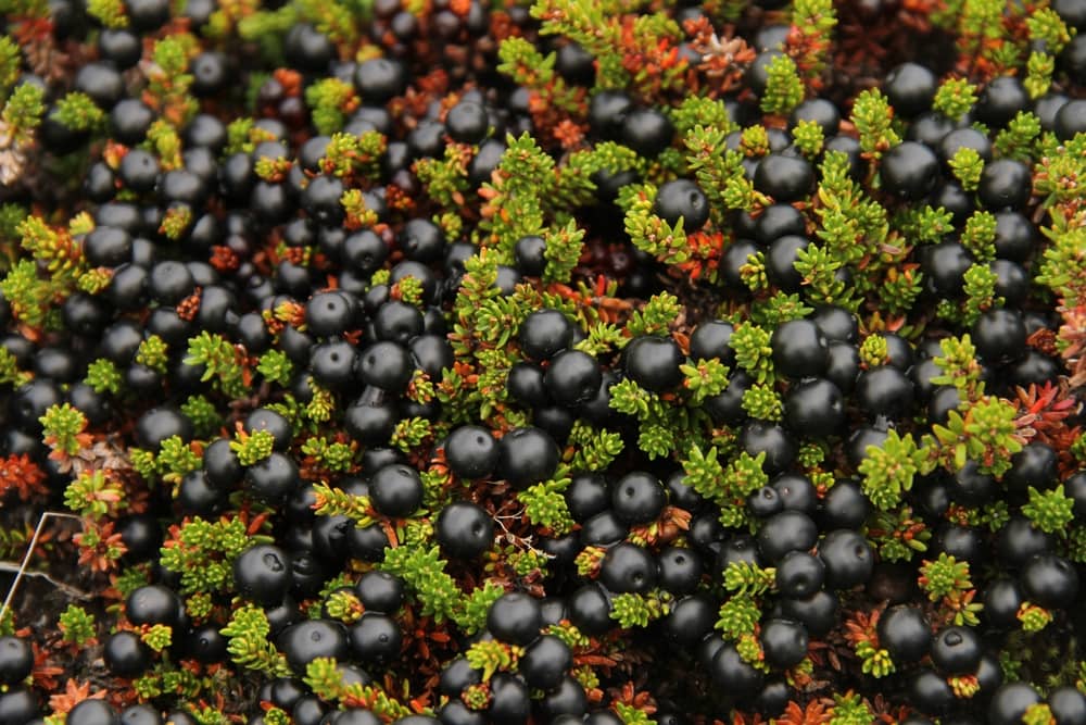 Black Crowberry (Empetrum nigrum) fruits scattered on the ground