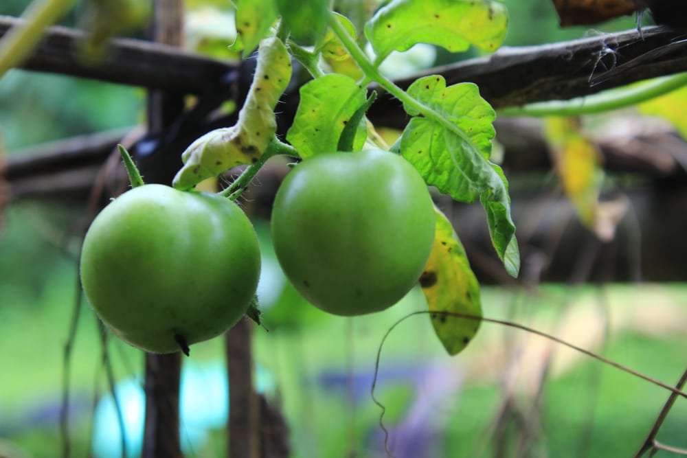 Bush Tomato (Solanum centrale) growing in the backyard