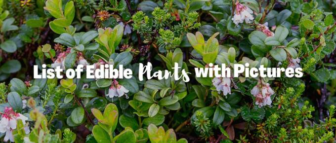 List of edible plants with pictures featured image