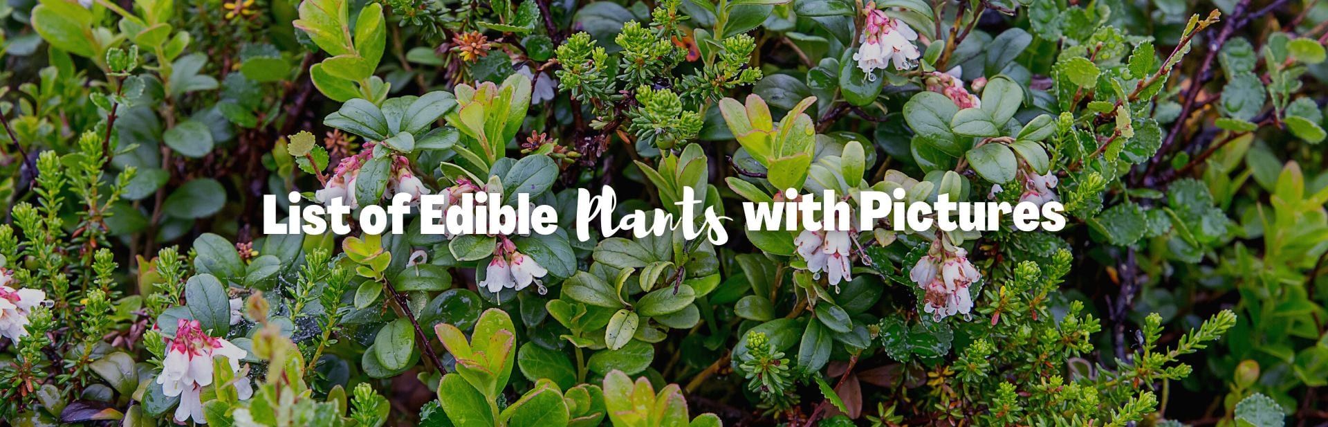 Mother Nature’s Kitchen: A List of 20 Edible Plants with Pictures