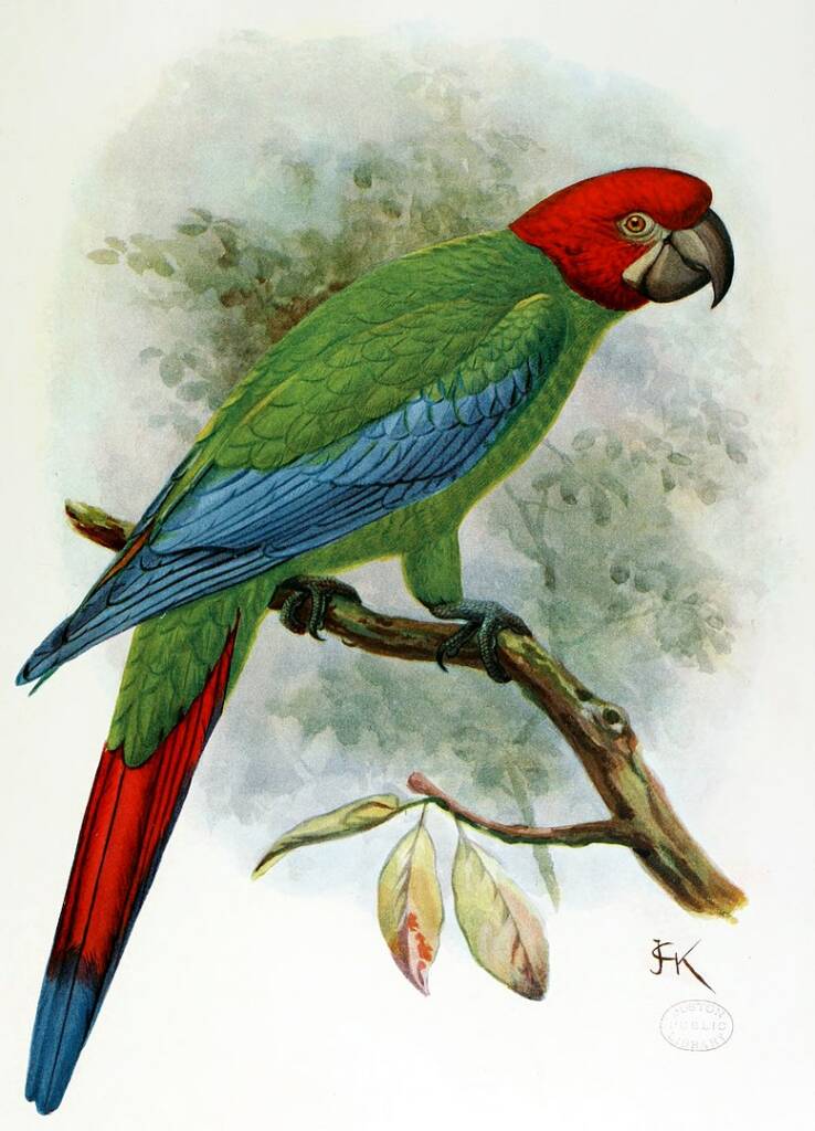 illustration of Jamaican green and yellow macaw