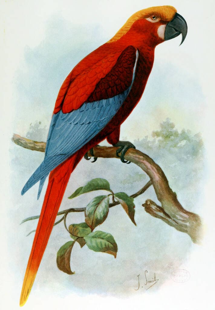 illustration of Jamaican red macaw