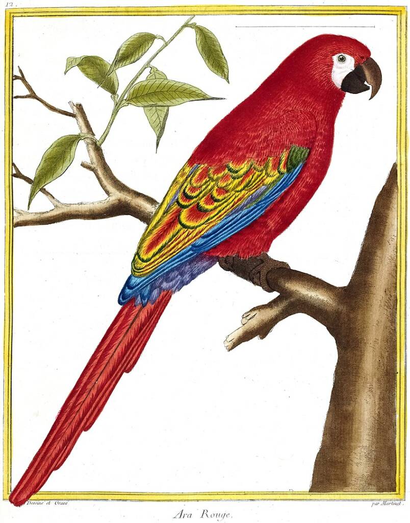 illustration og Lesser Antillean macaw