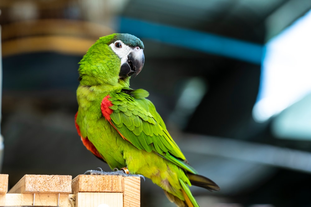 a Hahn's macaw perched on wooden blocks
