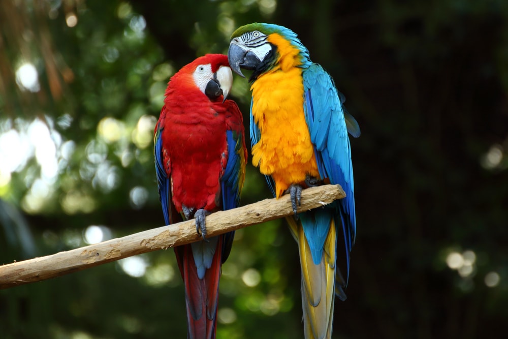 a couple of macaws in a tree branch